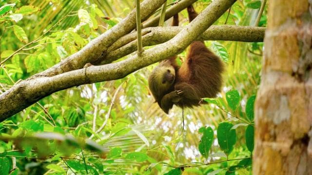 Tortuguero: "Unforgettable" canoe tour in the Tortuguero National Park - Photo 5 (Gallery view)