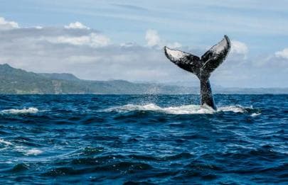 Las Terrenas: Private Whale Watching Half day - Dominican Republic