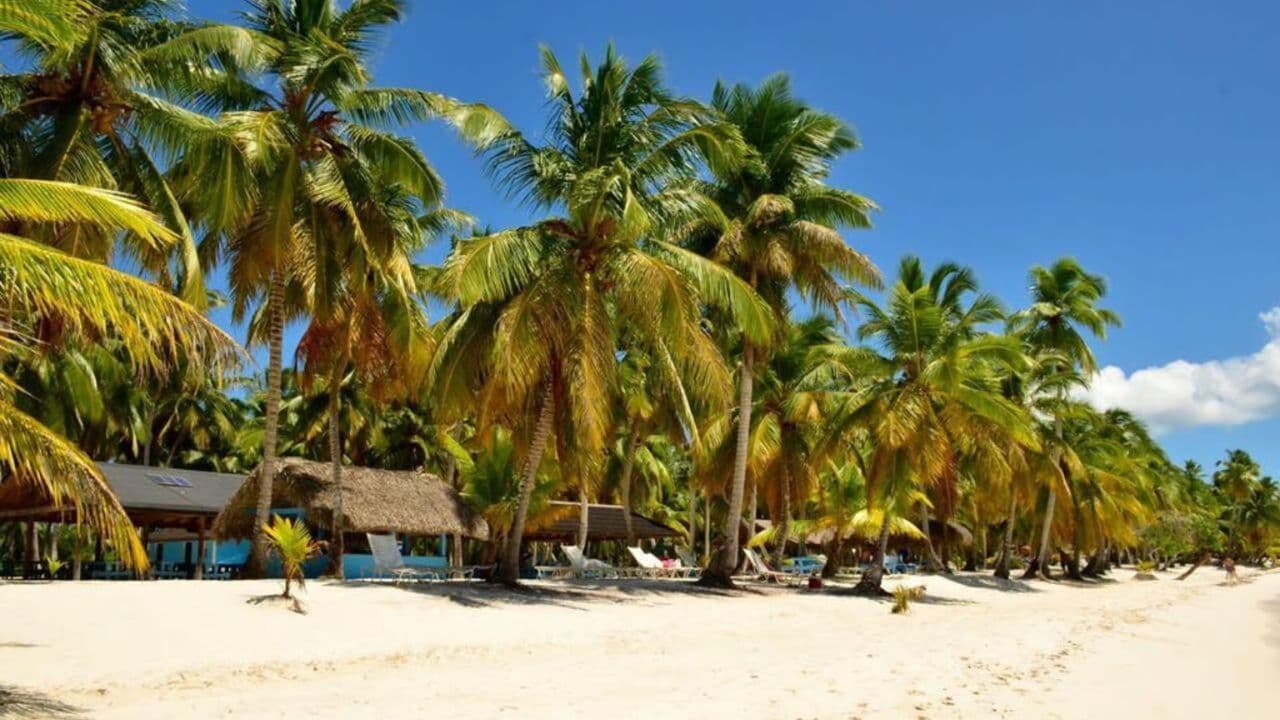 Excursion d'une journée tout compris sur l'île Saona au départ de Punta Cana - Photo 5 (Gallery view)