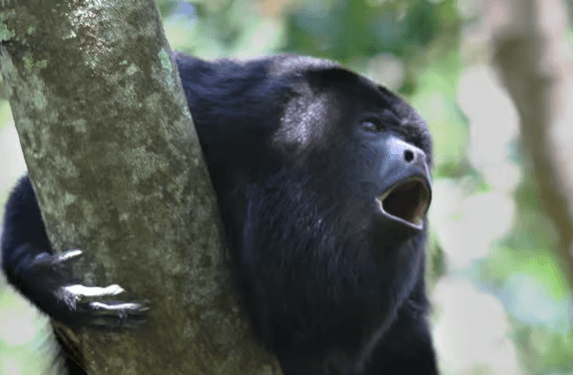 Cahuita National Park: Gide Nati & Wildlife Randevou - Photo 5 (Gallery view)