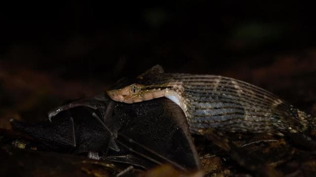 Uvita: Private Nature & Wildlife Night Tour Tropical Forest - Photo 3 (Gallery view)