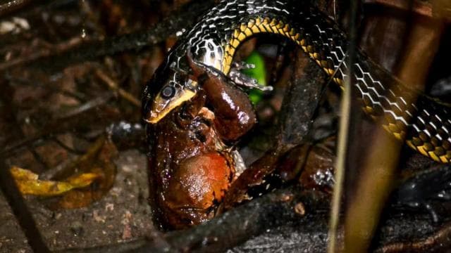 Manuel Antonio: Night Mangrove Safari Boat Tour with Dinner - Photo 2 (Gallery view)