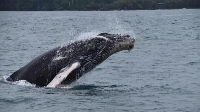 Drake Bay - Excursion d'observation des baleines et des dauphins - Photo 5 (Gallery view)