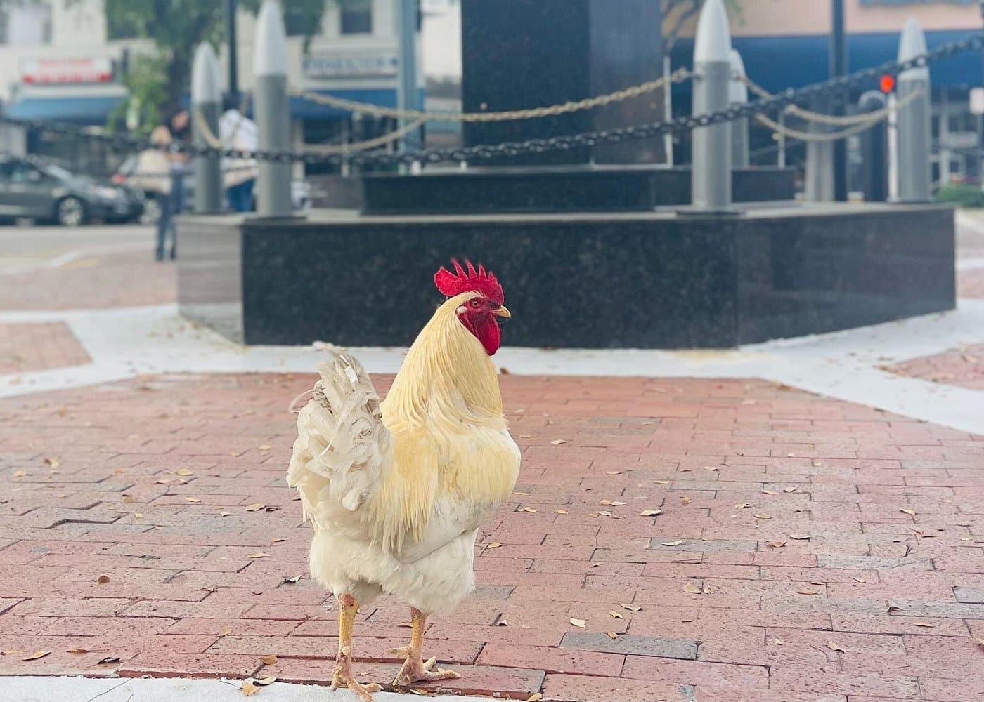 Little Havana Walking Tour with Optional Lunch or Rum Upgrade - Photo 4 (Gallery view)