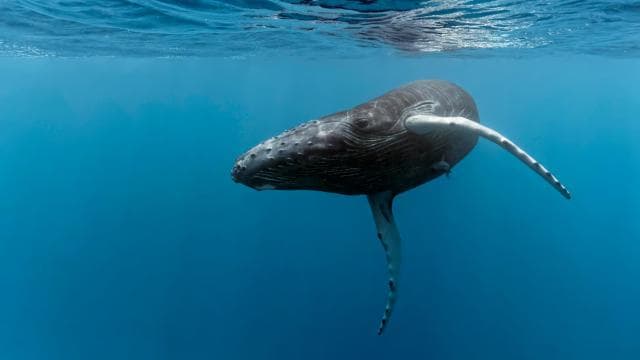 Marino Ballena National Park: Whale Watching In Uvita - Dominican Republic