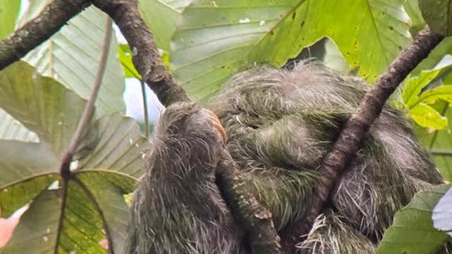 Costa Rica: Sloth Tour at Juan Castro Blanco National Park - Photo 5 (Gallery view)
