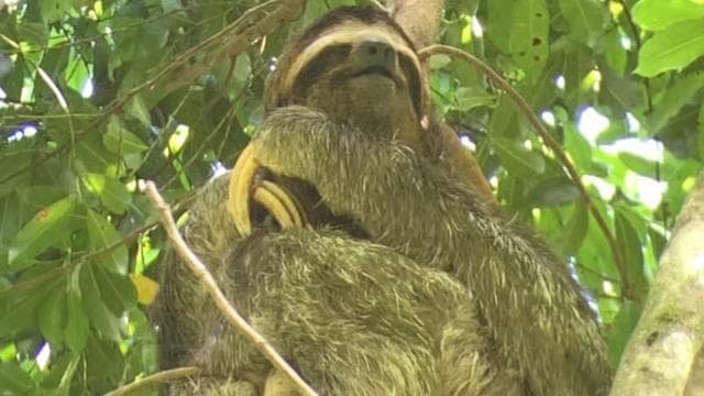 Pak Nasyonal Manuel Antonio: Tout enklizif vwayaj 8 èdtan - Photo 3 (Gallery view)