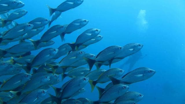 Uvita: Snorkeling at Caño Island - Unforgettable Experience - Photo 3 (Gallery view)