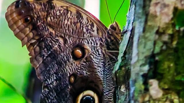 Manuel Antonio National Park: Private Nature Experience - Photo 4 (Gallery view)