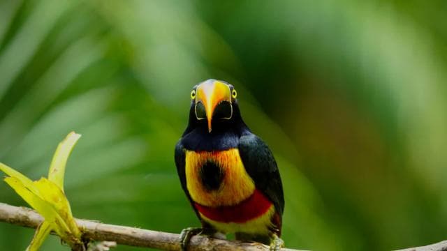 Manuel Antonio: Birdwatching exclusive tour - Photo 4 (Gallery view)