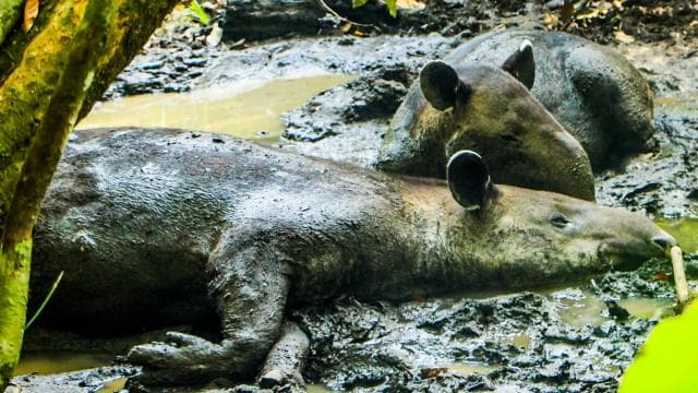 Corcovado National Park: San Pedrillo Station Day Tour - Photo 3 (Gallery view)