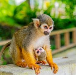Da Bayahibe: safari di mezza giornata a Monkeyland - Photo 3 (Gallery view)