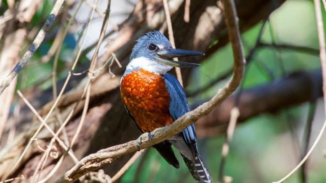 Private Avellanas Wildlife Walk - Dominican Republic