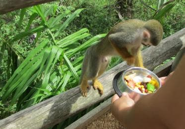 Punta Cana: Ziplines Adventures & Monkeyland Entry - Photo 4 (Gallery view)