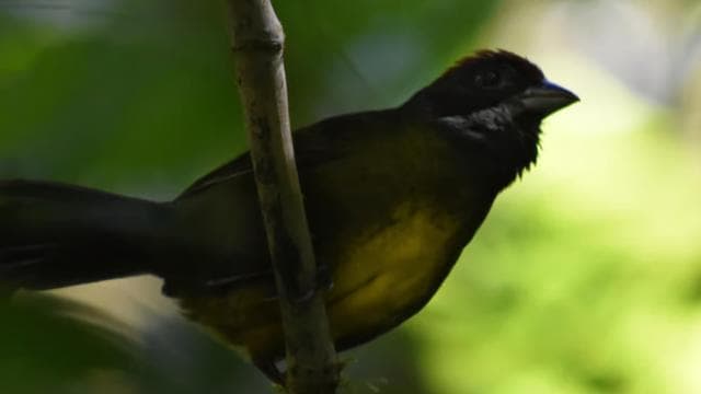 Monteverde: Cloud Forest Guided Nature Tour - Dominican Republic