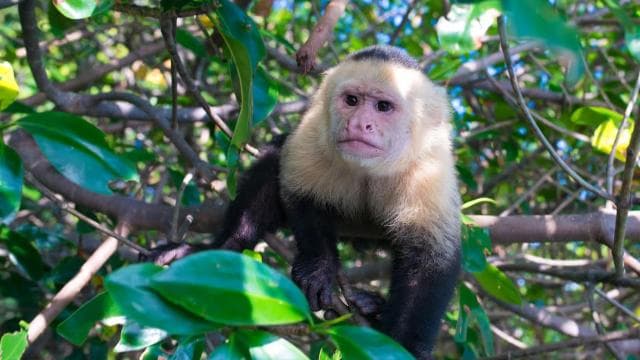 Quepos: Kajaktúra a Mangrove-ban a Manuel Antonio Park közelében - Photo 1 of 10