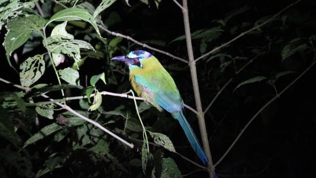 La Fortuna Night Walk in a High Biodiversity Rainforest - Photo 5 (Gallery view)