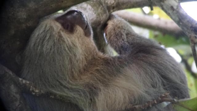 Uvita: Nature Walk at Marino Ballena National Park - Photo 2 (Gallery view)