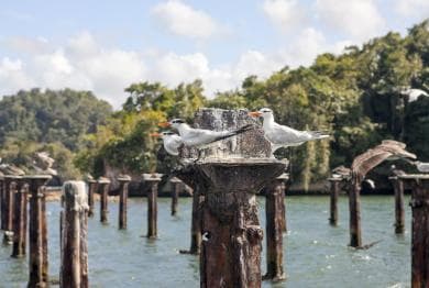 Private: Los Haitises & Cayo Levantado from Samana - Photo 2 (Gallery view)