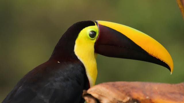 La Fortuna: Rio Celeste Waterfall and National Park Tour - Dominican Republic