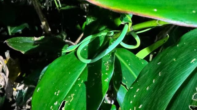Tortuguero: Discover Hidden Nightlife of the Rainforest - Dominican Republic