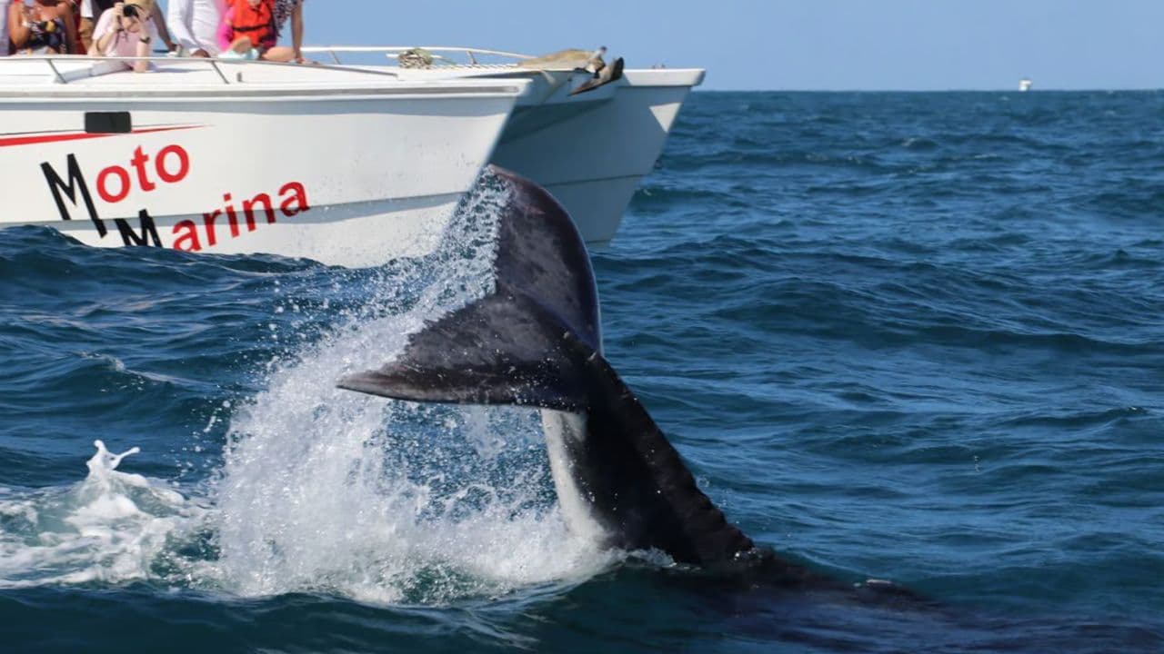 Whale Watching and Cayo Levantado Tour: A Perfect Tropical Getaway - Photo 5 (Gallery view)