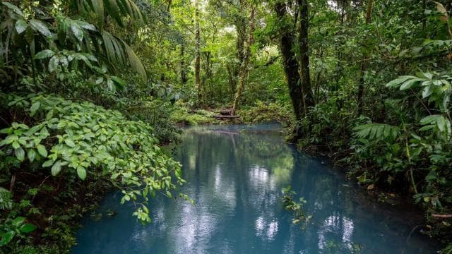La Fortuna Town: Rio Celeste and Tenorio National Park Tour - Photo 2 (Gallery view)