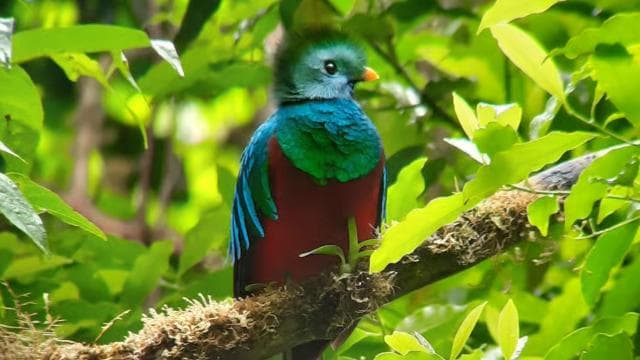 Monteverde cloud forest preserve tours - Photo 5 (Gallery view)