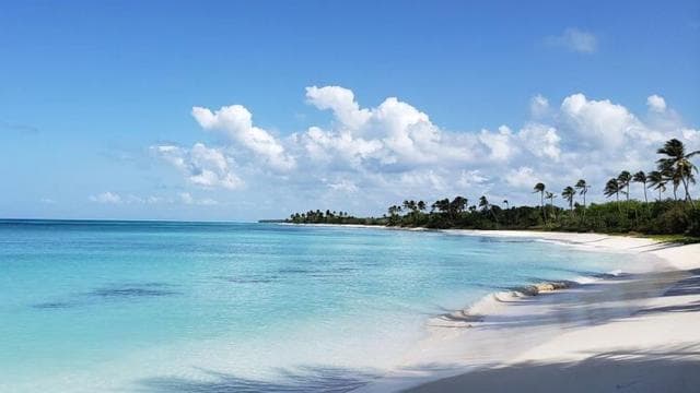 Punta Cana: Saona Island Full-Day Group Tour - Photo 4 (Gallery view)