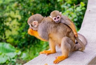 Da Bayahibe: safari di mezza giornata a Monkeyland - Photo 4 (Gallery view)