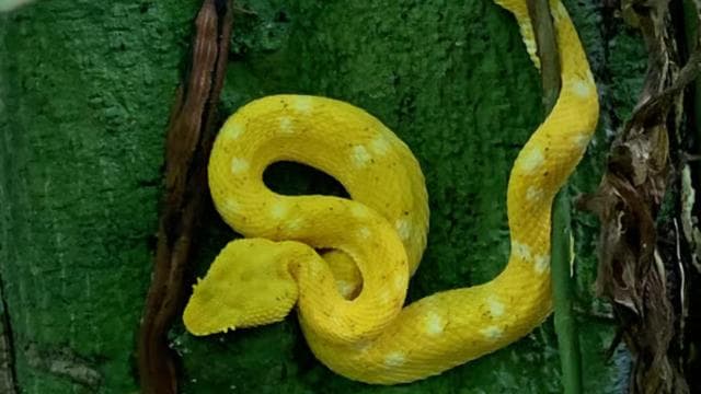 Cahuita: Gyalogtúra és vadvilági városnézés, túra idegenvezetővel - Photo 4 (Gallery view)