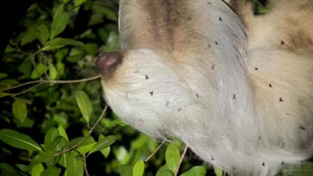 Manuel Antonio National Park Night Tour - Photo 4 (Gallery view)