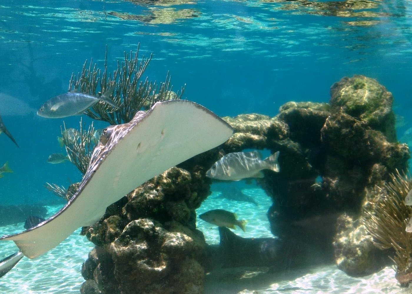 Coral World Ocean Park General Admission Ticket - Photo 3 (Gallery view)