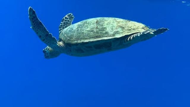 Uvita: Snorkel en Isla del Caño - Photo 3 (Gallery view)