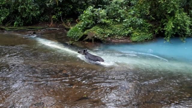 La Fortuna: Rio Celeste Full Day Tour - Photo 4 (Gallery view)