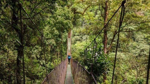 Manuel Antonio: Hanging Bridges and Waterfall Tour - Photo 3 (Gallery view)