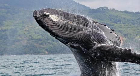 Las Terrenas: Private Whale Watching Half day - Photo 2 (Gallery view)