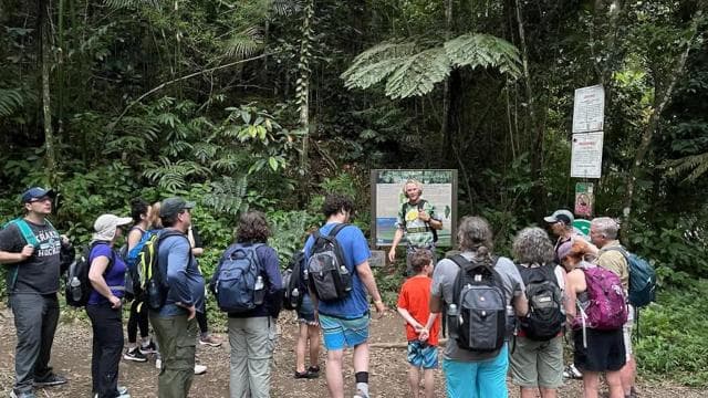 El Yunque Forest: Rainforest Nature Walk at Night Tour - Dominican Republic