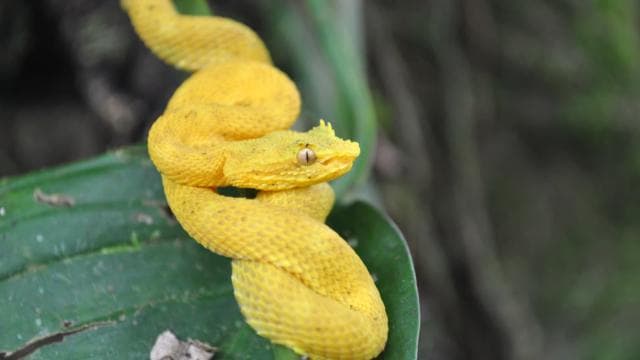 La Fortuna: Half-Day Wildlife Safari Float - Photo 5 (Gallery view)