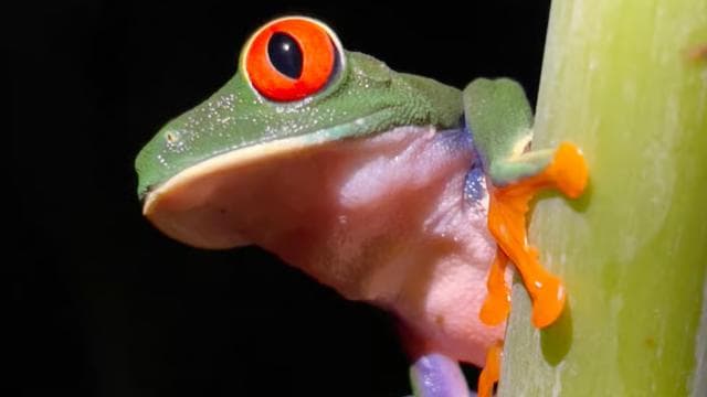 Manuel Antonio National Park Night Tour - Dominican Republic