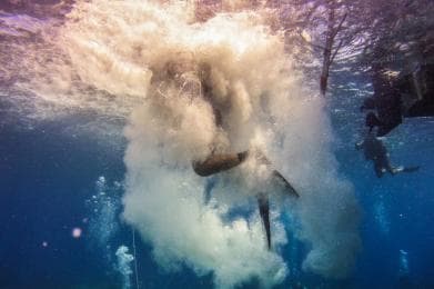 La Romana: Scuba Diving in Catalina Island - Photo 2 (Gallery view)