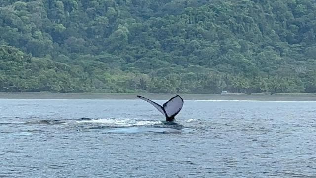 Puerto Jiménez: Dolphin Watching with a Snorkeling Stop - Photo 2 (Gallery view)