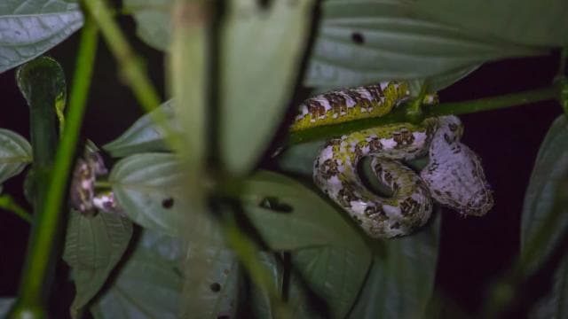 Monteverde: Kinkajou Forest Night Walking Tour - Photo 5 (Gallery view)