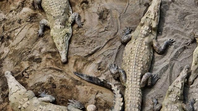 1 Stunde und 45 Minuten Krokodil-Abenteuertour im Fluss Tarcoles - Photo 5 (Gallery view)