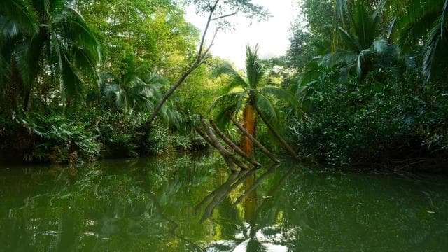Manuel Antonio Mangrove Boat Tour - Photo 4 (Gallery view)