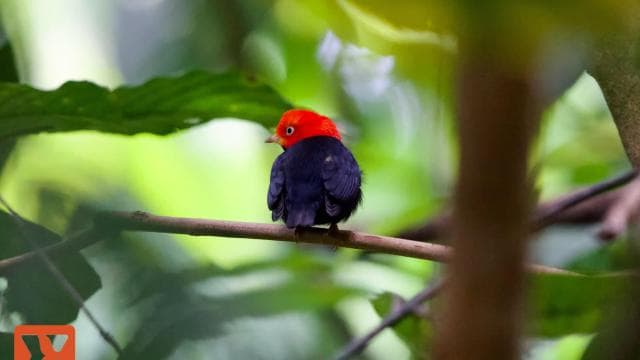 Manuel Antonio: Birdwatching exclusive tour - Photo 2 (Gallery view)