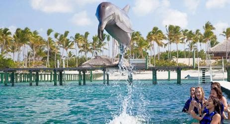 Punta Cana Dolphin Adventure: 40-Minute Interaction - Dominican Republic