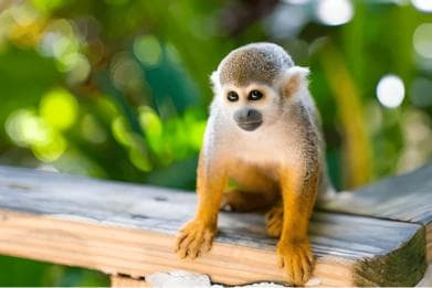 Jardin des papillons et pays des singes à Puerto Plata - Photo 4 (Gallery view)