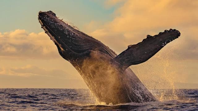 Uvita: Humpback Whales Wildlife Watching - Dominican Republic