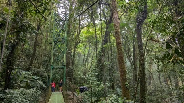 Monteverde: Hanging Bridges in the Cloud Forest Guided Tour - Photo 4 (Gallery view)